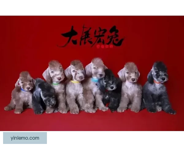 狗民论坛：宠物世界里的欢乐与智慧聚集地